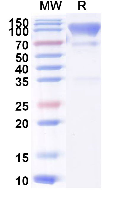 SDS-PAGE for Dog CD68/Macrosialin Recombinant Protein, C-Fc