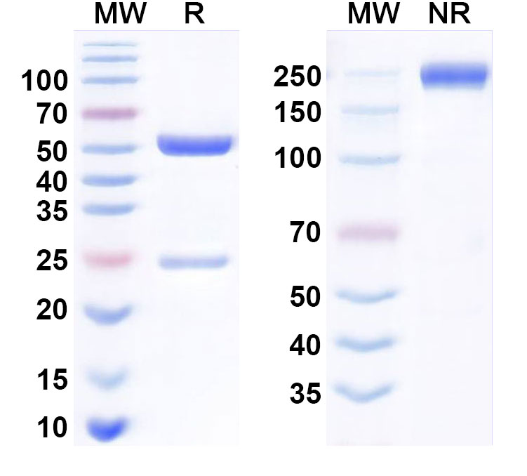 SDS-PAGE for Dostarlimab Biosimilar - Anti-PDCD1, PD1, CD279 mAb - Research Grade