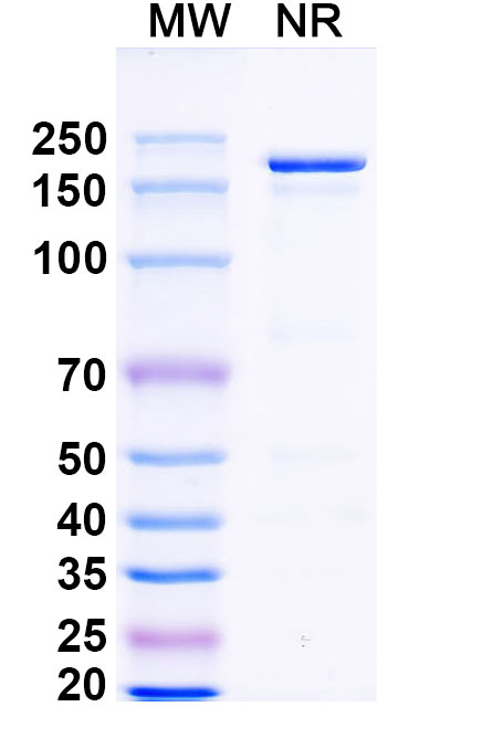 SDS-PAGE for Dovanvetmab Biosimilar - Anti-IL31 mAb - Research Grade