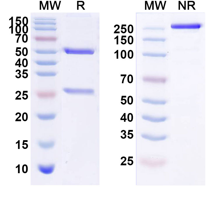 SDS-PAGE for Duligotuzumab Biosimilar - Anti-ERBB3;HER3 mAb - Research Grade
