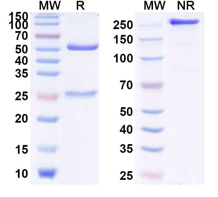 SDS-PAGE for Dusigitumab Biosimilar - Anti-IGF1 and IGF2 mAb - Research Grade