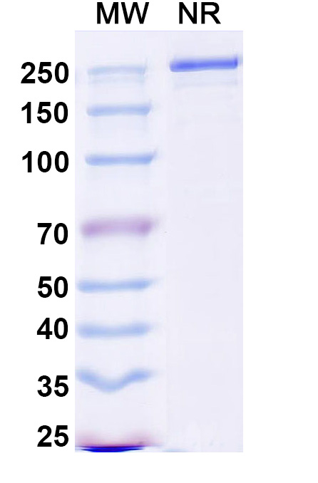 SDS-PAGE for Research Grade Duvakitug