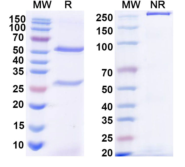 SDS-PAGE for Research Grade Anti-Corynephage omega DT/Diphtheria toxin Antibody (DTD4)