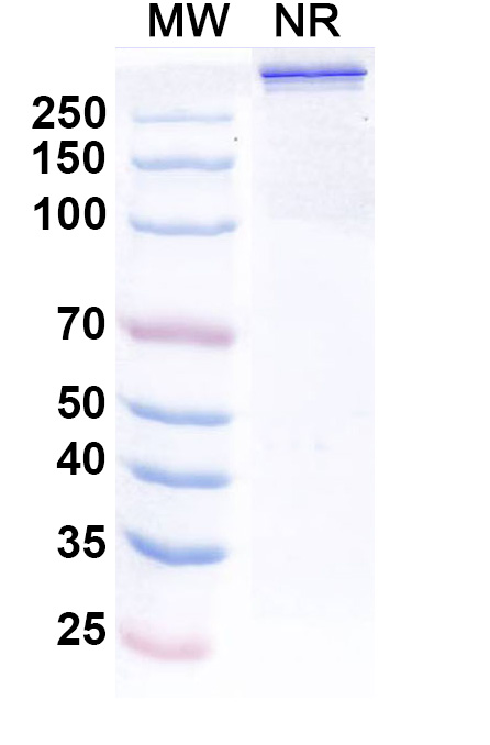 SDS-PAGE for Ebribafusp Alfa Biosimilar - Research Grade