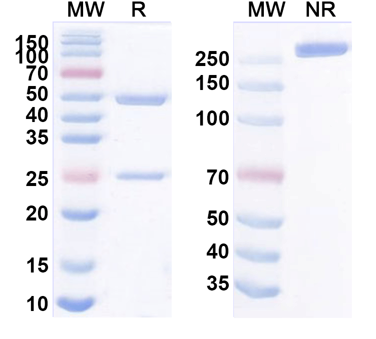 SDS-PAGE for EC15 Antibody (5G12) Biosimilar - Anti-CD33L3 mAb - Research Grade