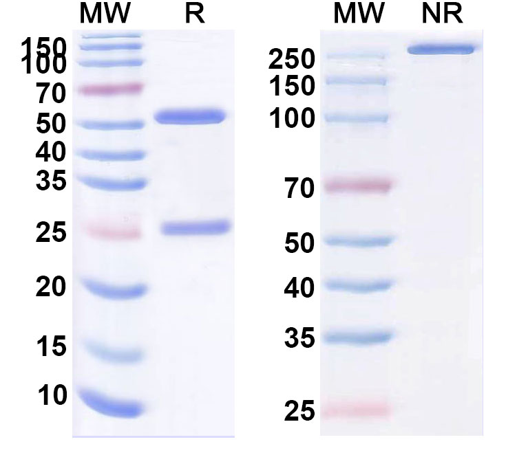 SDS-PAGE for Ecleralimab Biosimilar - Anti-TSLP mAb - Research Grade