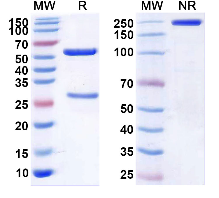 SDS-PAGE for Ecromeximab Biosimilar - Anti-Ganglioside GD3 mAb - Research Grade