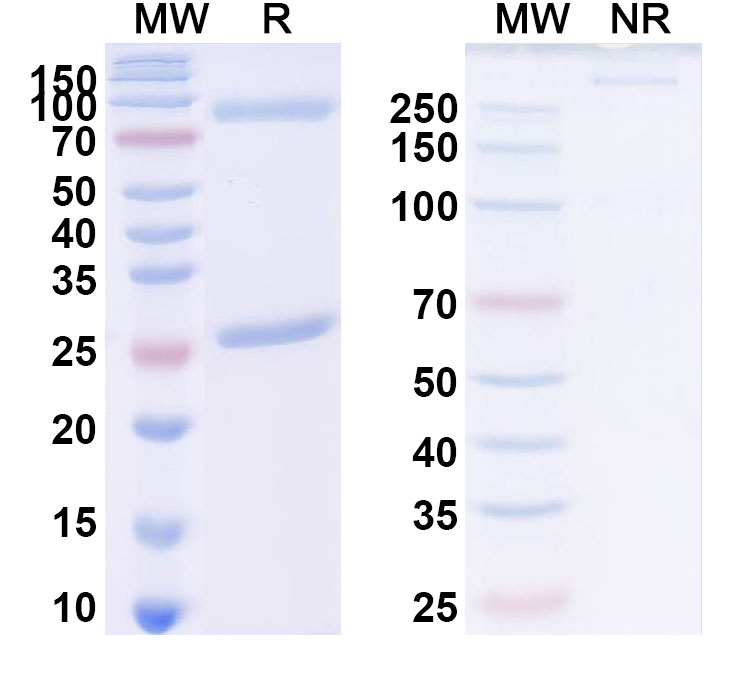 SDS-PAGE for Edobacomab Biosimilar - Anti-Endotoxin (LipidA) mAb - Research Grade