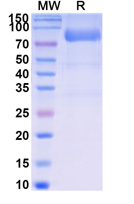 SDS-PAGE for Research Grade Efdamrofusp Alfa