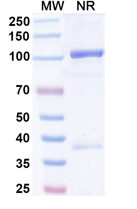 SDS-PAGE for Research Grade Efercoleukin Alfa