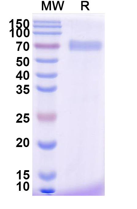 SDS-PAGE for Efmitermant alfa Biosimilar - Anti-GDF-8 fusion protein - Research Grade
