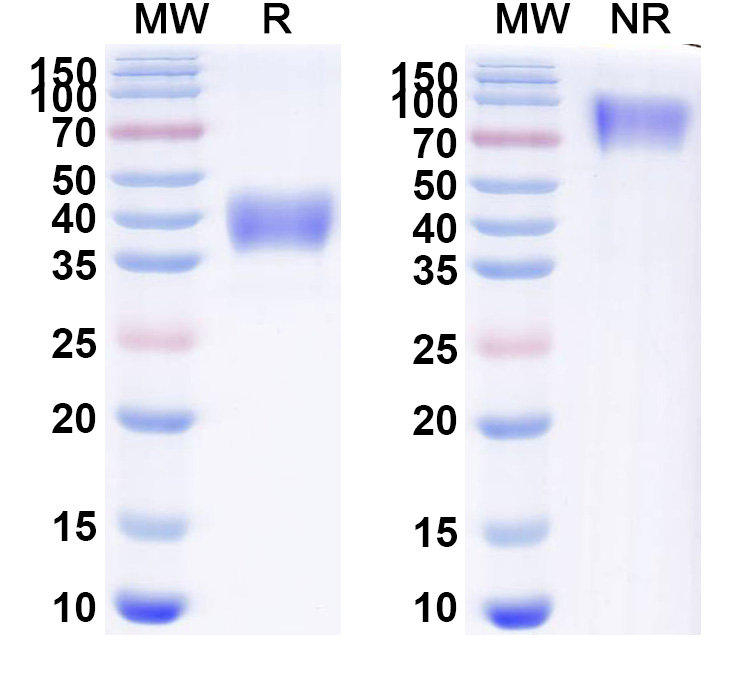 SDS-PAGE for Efprezimod alfa Biosimilar - Research Grade