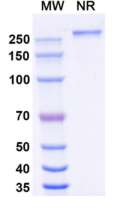 SDS-PAGE for Research Grade Eftozanermin Alfa