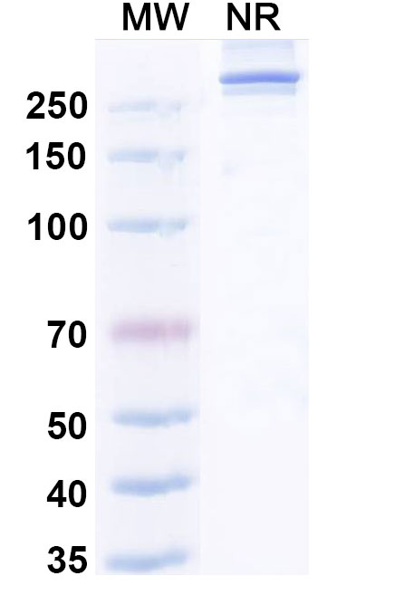 SDS-PAGE for Research Grade Efzimfotase Alfa