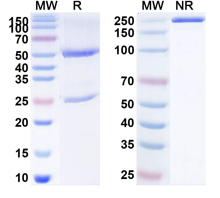 SDS-PAGE for Elgemtumab Biosimilar - Anti-ERBB3;HER3 mAb - Research Grade