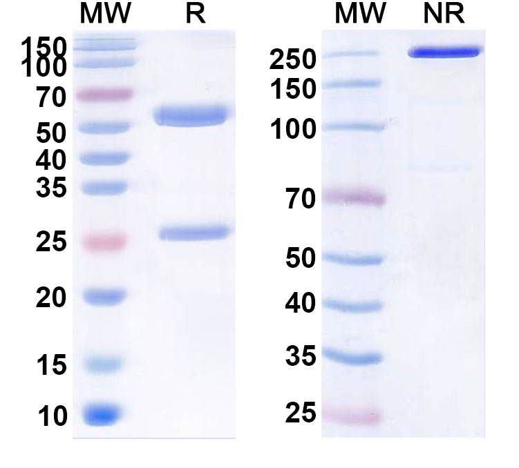 SDS-PAGE for Elsilimomab Biosimilar - Anti-IL6 mAb - Research Grade 