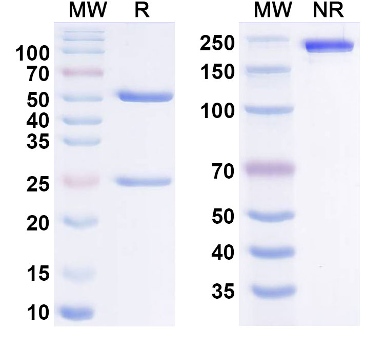 SDS-PAGE for Eltivutabart Biosimilar - Research Grade