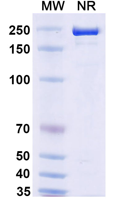 SDS-PAGE for Research Grade Eltrekibart