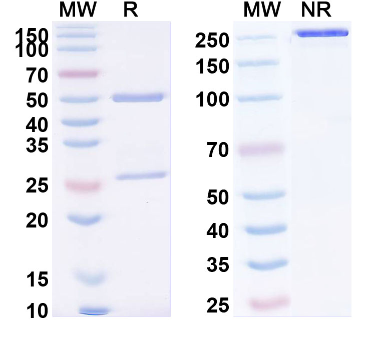 SDS-PAGE for Emactuzumab Biosimilar - Anti-CSF1R; CD115 mAb - Research Grade