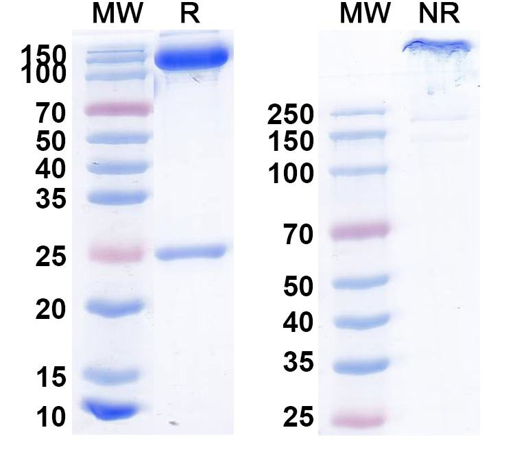 SDS-PAGE for Emfizatamab Biosimilar - Anti-CD3e,CD19,CD274,TNFRSF9 mAb - Research Grade