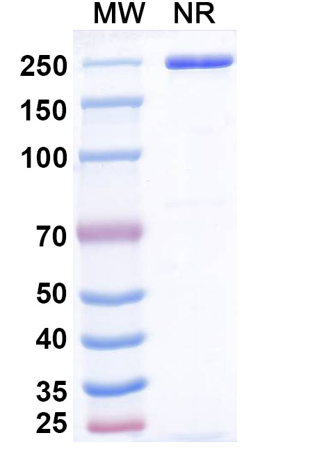 SDS-PAGE for Emiltatug Biosimilar - Research Grade