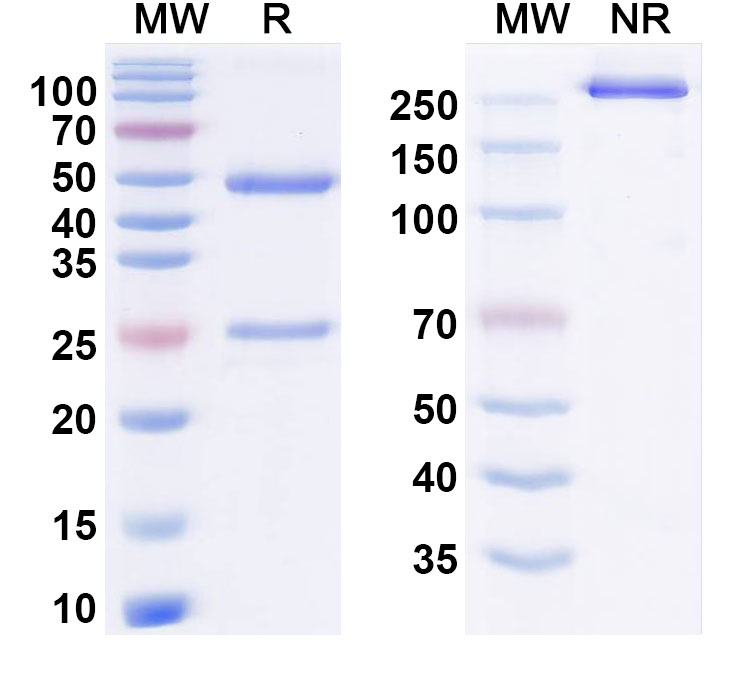 SDS-PAGE for Emugrobart Biosimilar - Research Grade