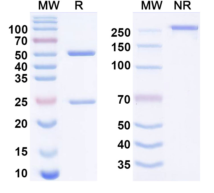 SDS-PAGE for Emunkitug Biosimilar - Research Grade
