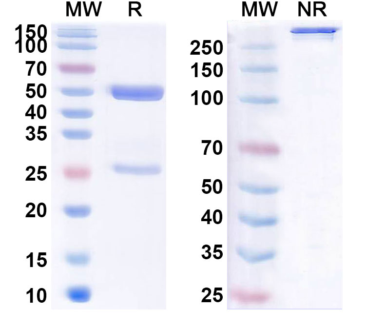 SDS-PAGE for Enlimomab Biosimilar - Anti-CD54;ICAM1 mAb - Research Grade