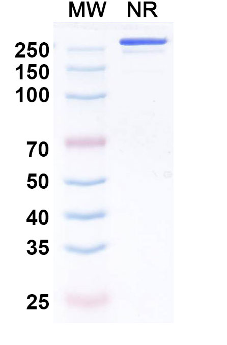 SDS-PAGE for Research Grade Enlonstobart