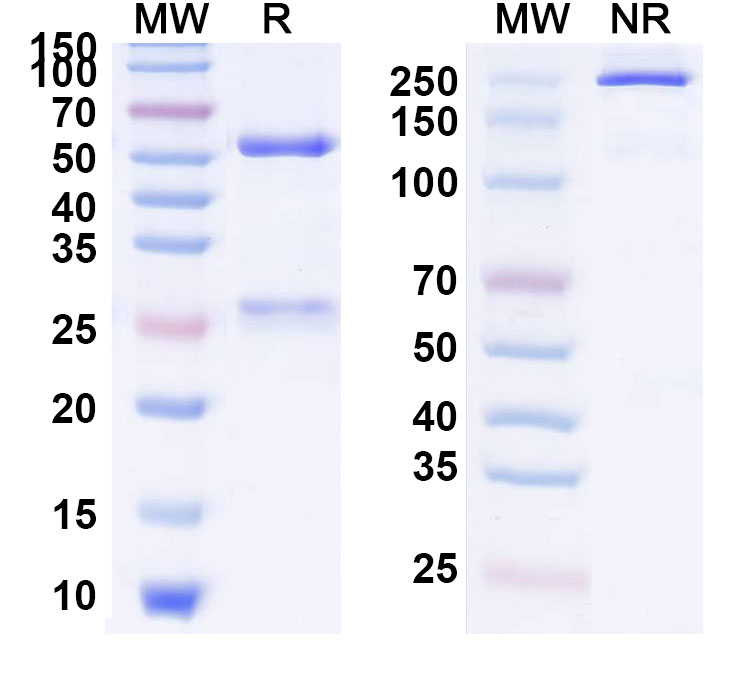 SDS-PAGE for Enokizumab Biosimilar - Anti-IL9 mAb - Research Grade