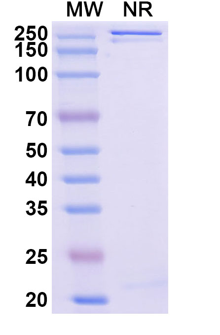 SDS-PAGE for Enuzovimab Biosimilar - Anti-Spike RBD mAb - Research Grade