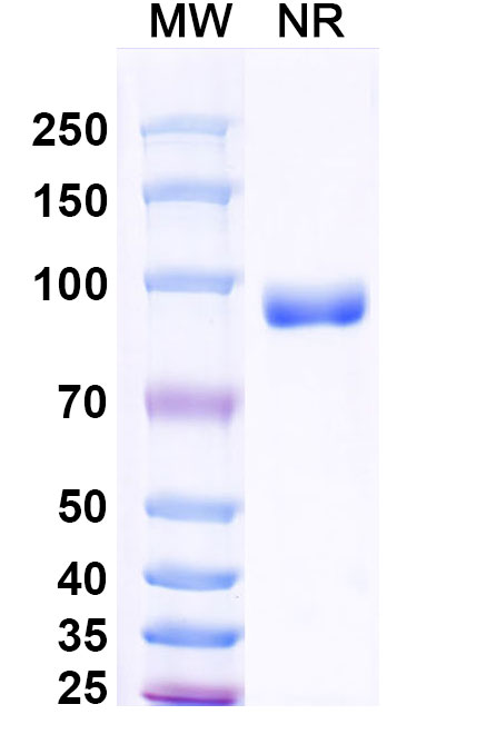 SDS-PAGE for Envafolimab Biosimilar - Anti-CD274;PD-L1 mAb - Research Grade
