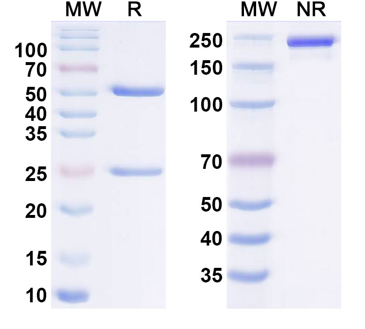 SDS-PAGE for Enzelkitug Biosimilar - Research Grade