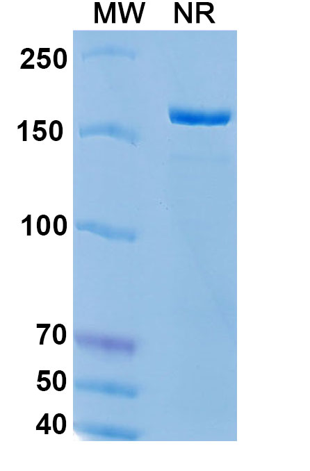 SDS-PAGE for Epratuzumab Biosimilar - Anti-CD22 mAb - Research Grade
