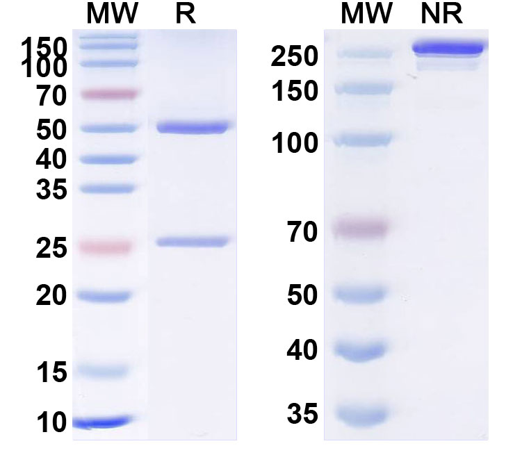 SDS-PAGE for Eptinezumab Biosimilar - Anti-CALCA , CALCB mAb - Research Grade