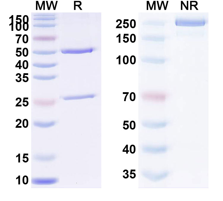 SDS-PAGE for Erenumab Biosimilar - Anti-CALCRL, CGRP-R mAb - Research Grade