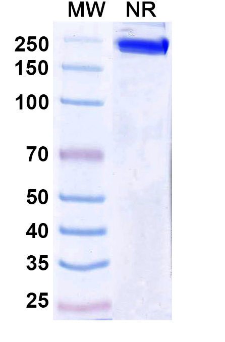 SDS-PAGE for Research Grade Ersodetug