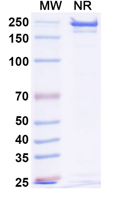 SDS-PAGE for Etentamig Biosimilar - Research Grade