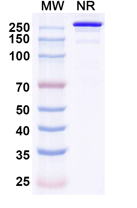 SDS-PAGE for Research Grade Eurestobart