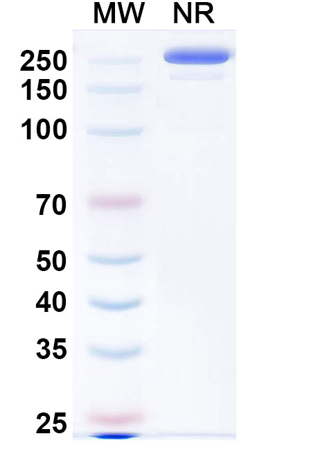 SDS-PAGE for Research Grade Evalstotug