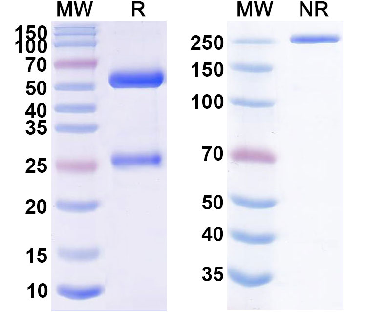 SDS-PAGE for Ezabenlimab Biosimilar - Anti-CD279;PD-1 mAb - Research Grade