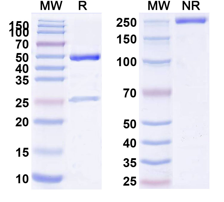 SDS-PAGE for Research Grade Fanolesomab