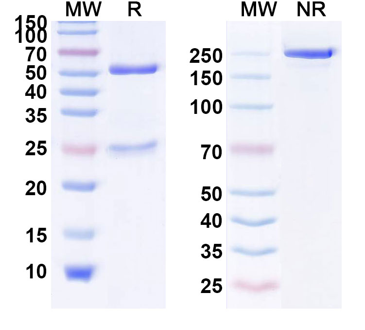 SDS-PAGE for Faralimomab Biosimilar - Anti-IFNAR1 mAb - Research Grade