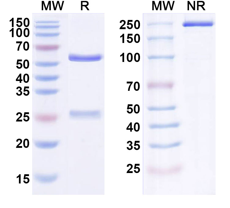 SDS-PAGE for Fasinumab Biosimilar - Anti-NGF; NGFB  mAb - Research Grade