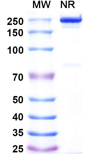SDS-PAGE for Fazpilodemab Biosimilar - Anti-KLB,FGFR1 mAb - Research Grade
