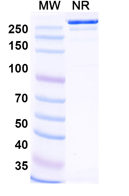 SDS-PAGE for Felmetatug Biosimilar - Anti-VTCN1 - Research Grade