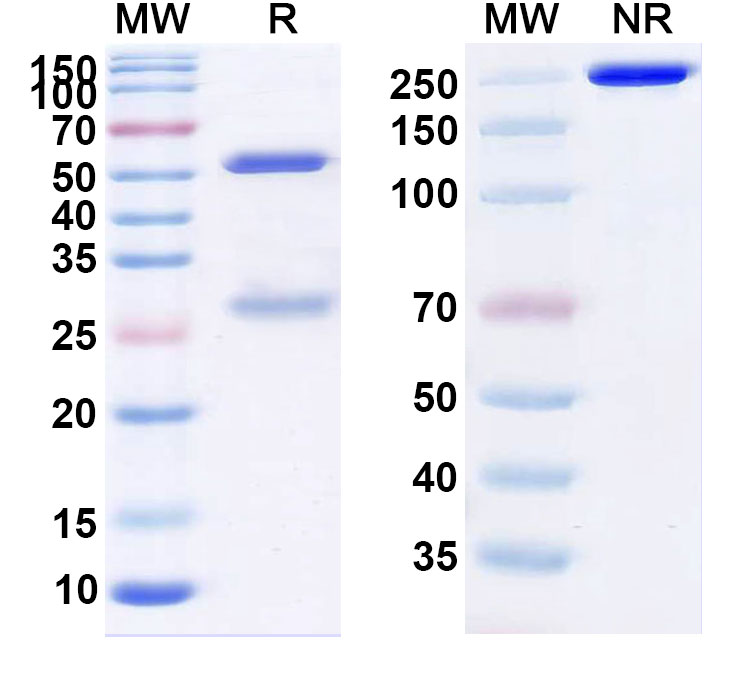 SDS-PAGE for Felvizumab Biosimilar - Anti-F;Fusion glycoprotein F0 mAb - Research Grade