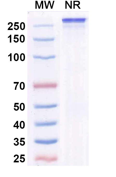 SDS-PAGE for Ficerafusp Alfa Biosimilar - Research Grade