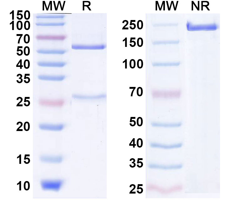 SDS-PAGE for Figitumumab Biosimilar - Anti-IGF1R; CD221 mAb - Research Grade