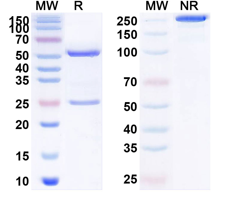 SDS-PAGE for Firivumab Biosimilar - Anti-HA;Hemagglutinin mAb - Research Grade